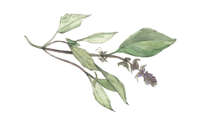 Watercolor and pencil illustration of a sprig of basil.