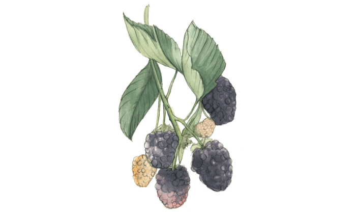 Watercolor and pencil illustration of a cluster of marionberries, with hand lettering that reads ripe berries.