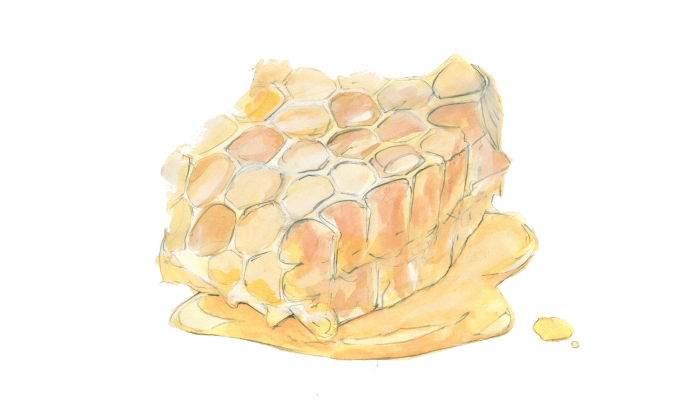 Watercolor and pencil illustration of piece of honeycomb.