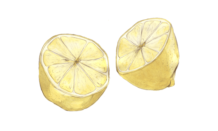 Watercolor and pencil illustration of two halves of a lemon.