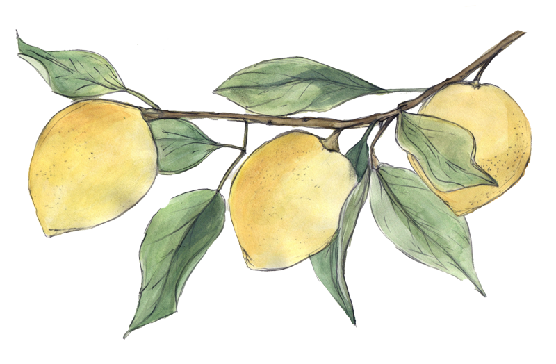 Watercolor and pencil illustration of three lemons on a leafy branch.