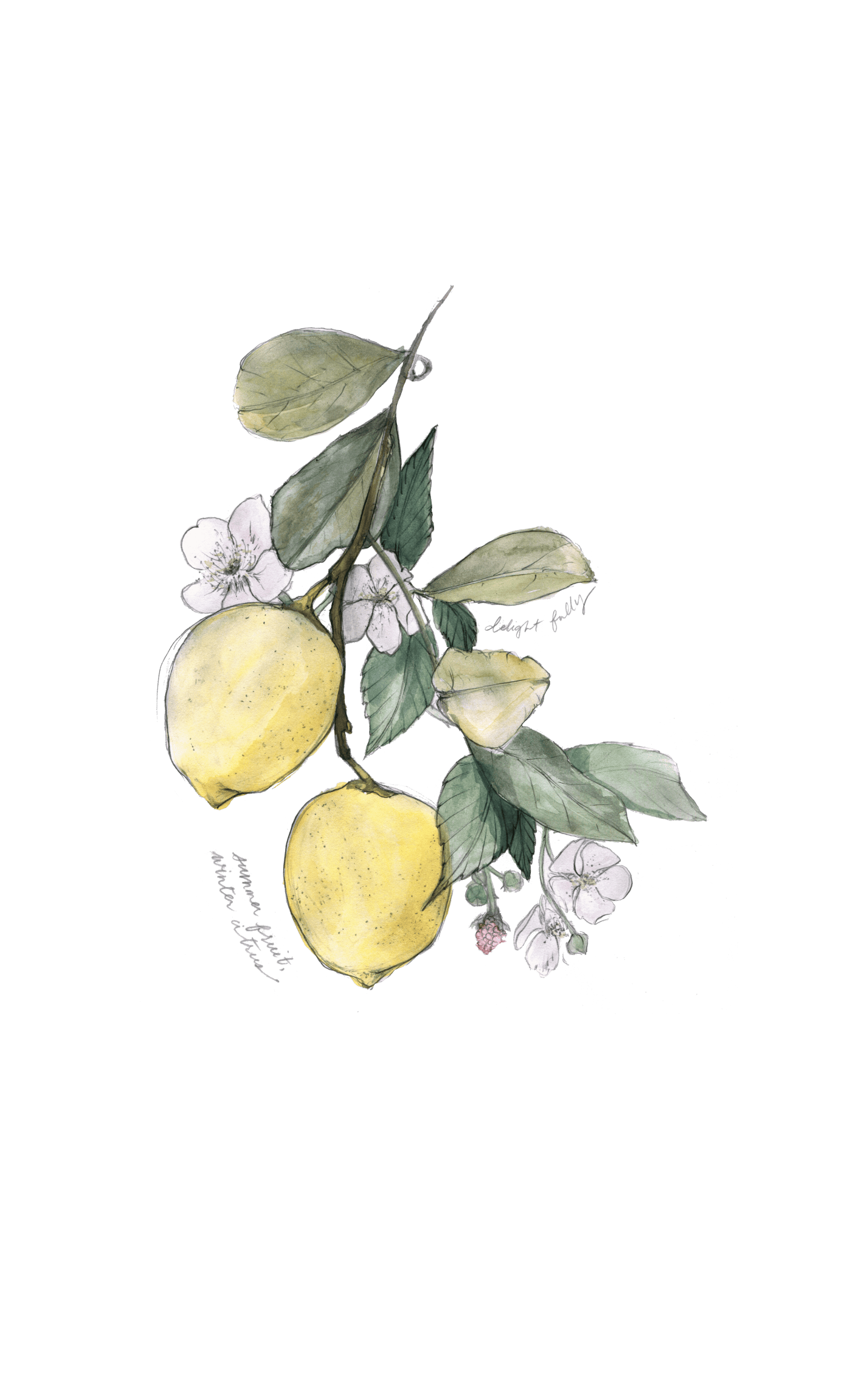 Watercolor and pencil illustration of lemons on a branch with leaves, alongside marionberry leaves and flowers; hand-written pencil text reads delight fully, and summer fruit, winter citrus.