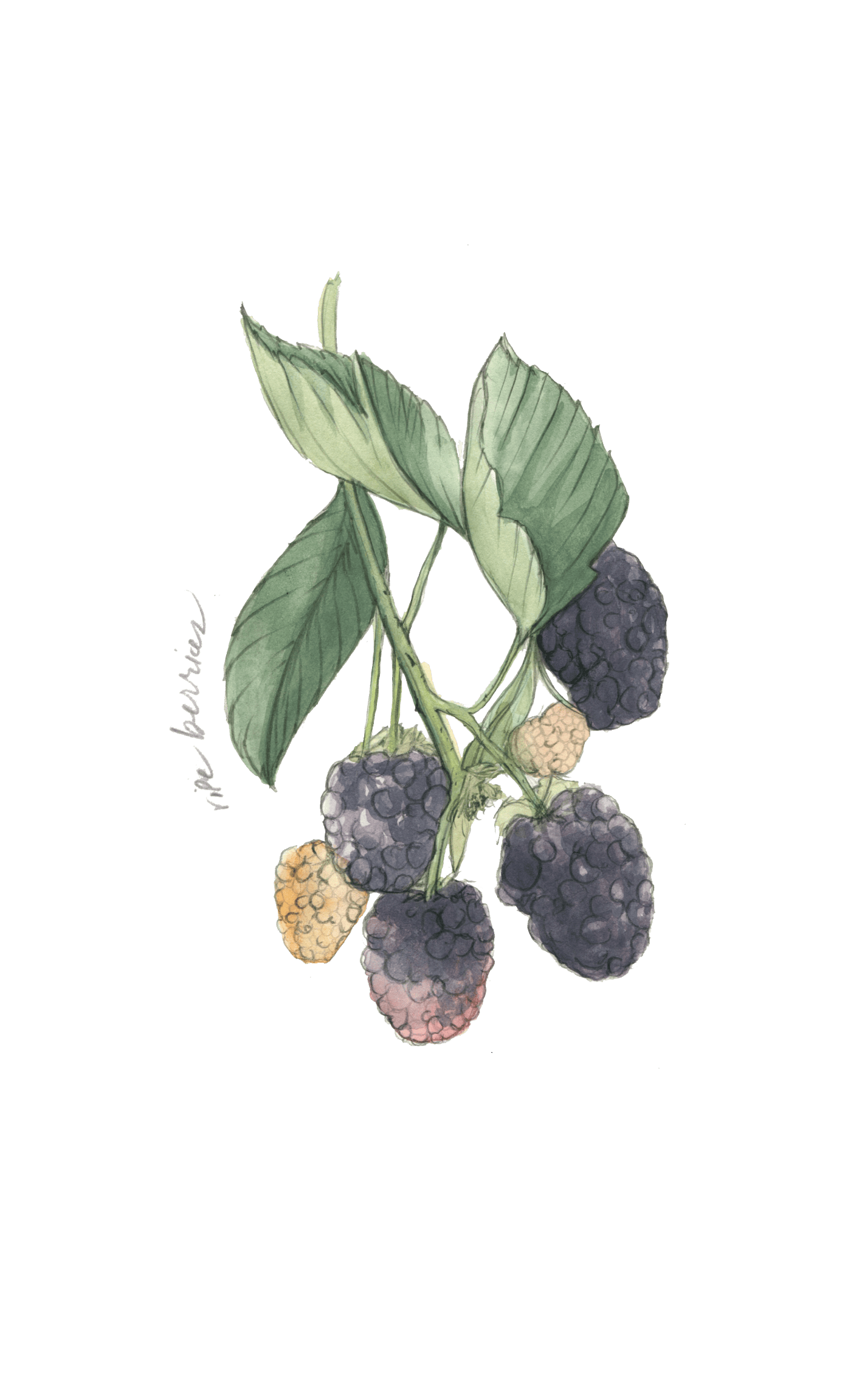 Watercolor illustration of a cluster of marionberries and their leaves, with hand-written pencil text that reads ripe berries.