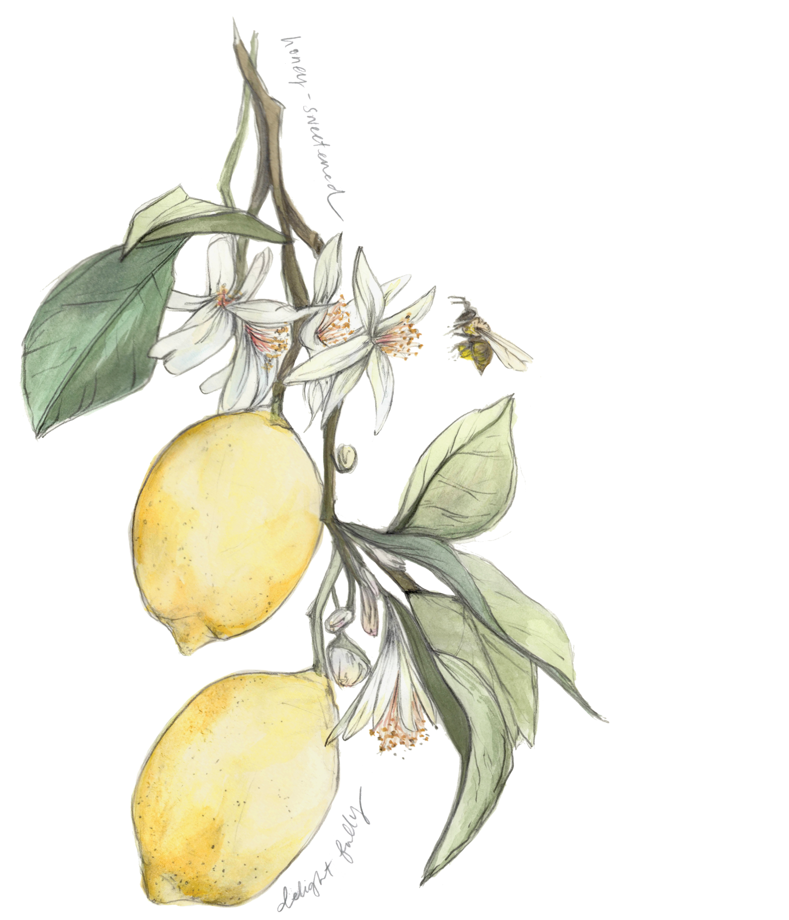 Illustration of lemons on a branch with flowers and a bee.