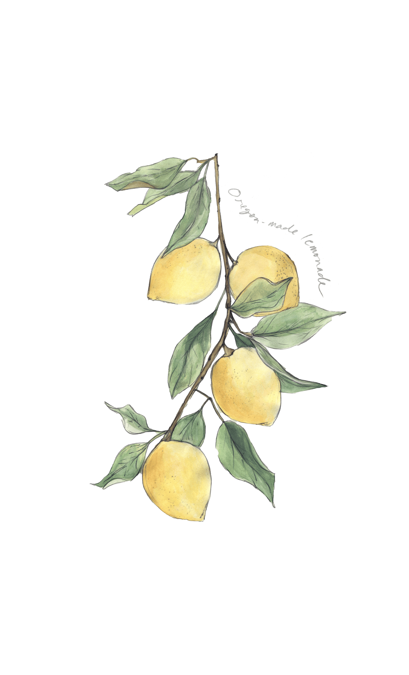 Watercolor and pencil illustration of four lemons on a branch with their leaves, and hand-written text in pencil that reads Oregon-made lemonade.